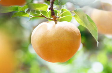 pear picking