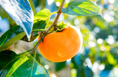 persimmon picking