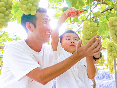 A family picking grapes