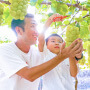 A family picking grapes