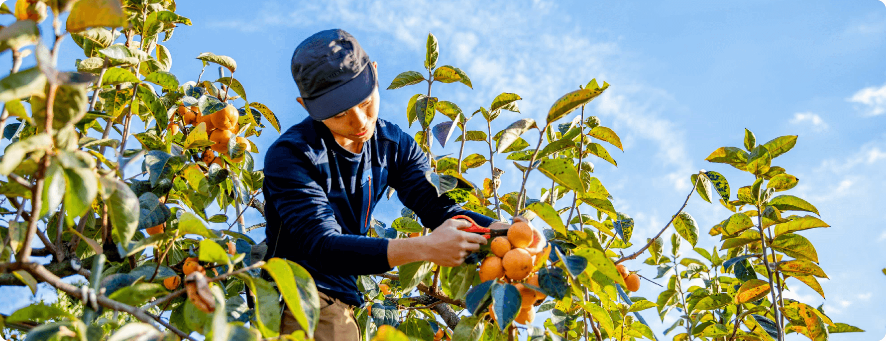 persimmon picking