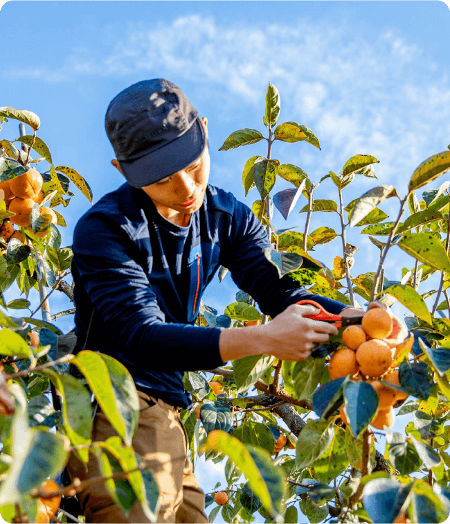 persimmon picking