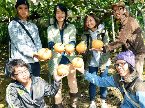 Image of Pear Picking