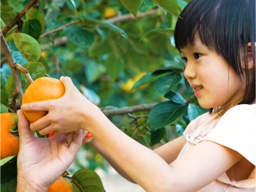 Children picking persimmons