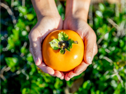 Taishu persimmon