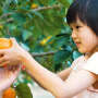 Children picking persimmons