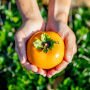 Taishu persimmon