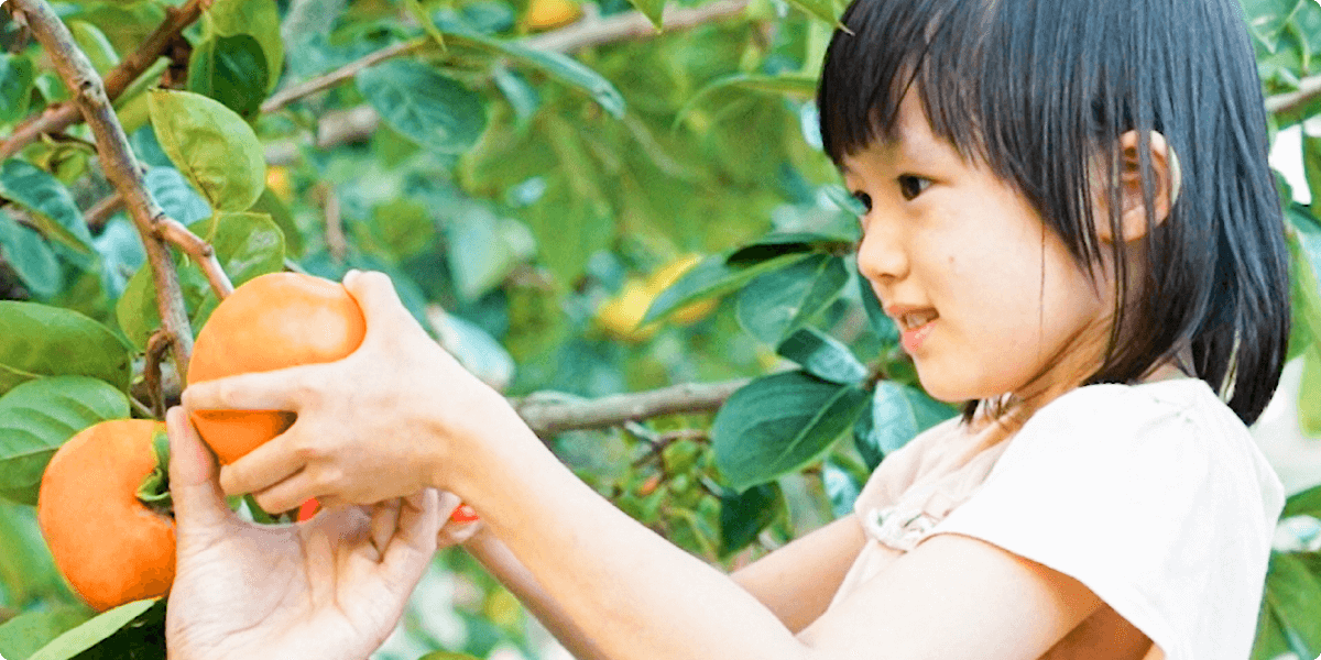 persimmon picking