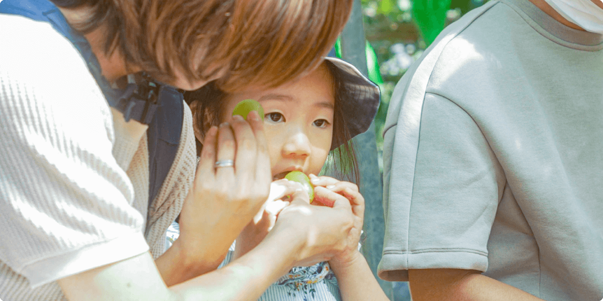 grape picking