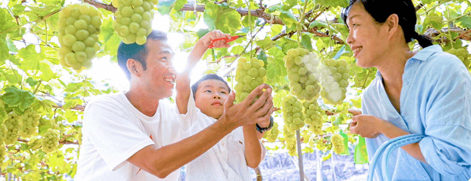 与家人一起享受采摘葡萄的乐趣