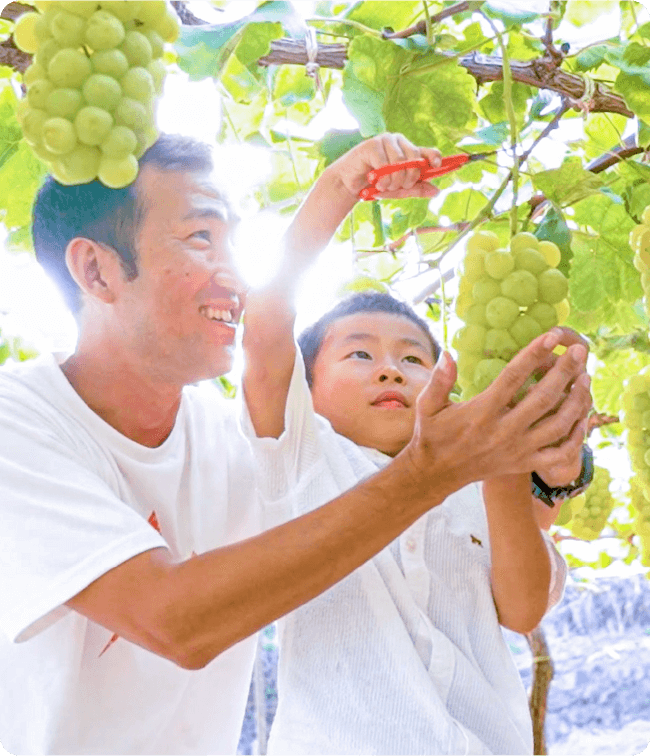 与家人一起享受采摘葡萄的乐趣