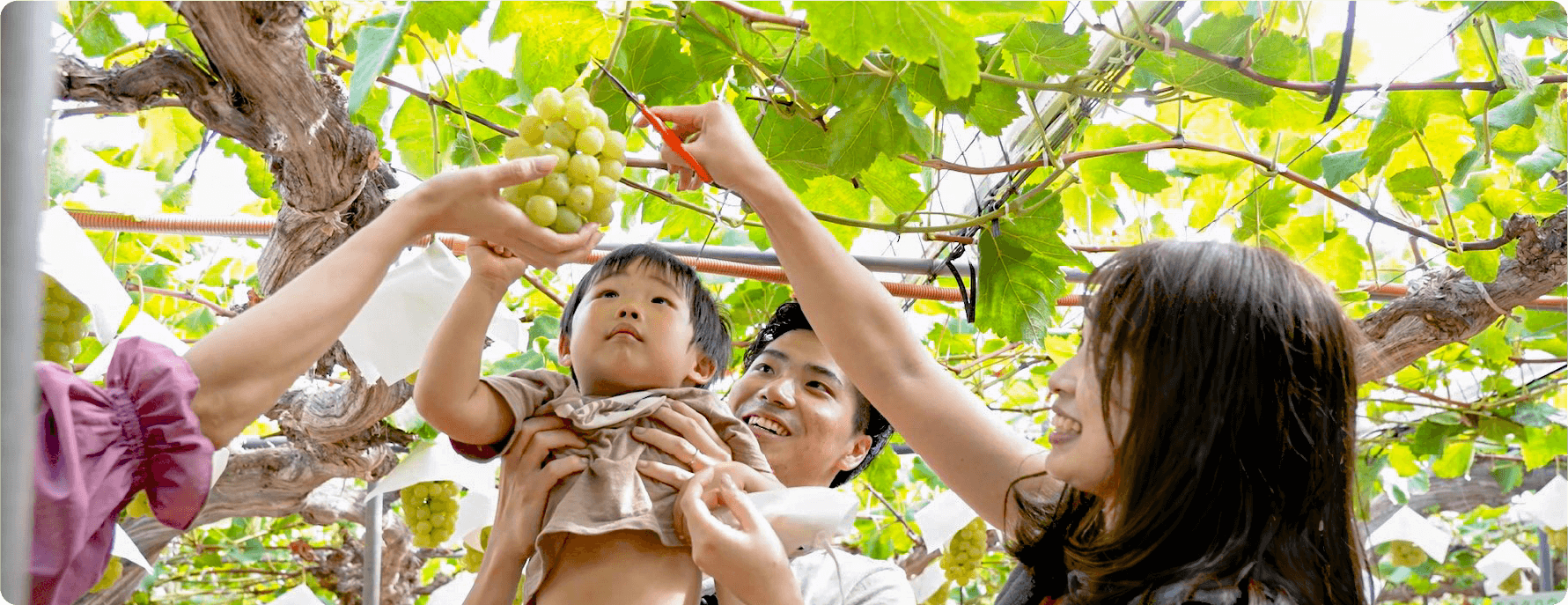 A family picking grapes