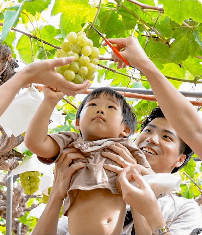 A family picking grapes