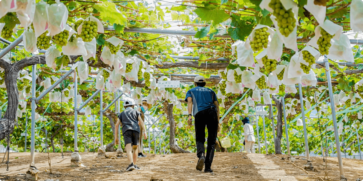 Exploring the vineyard