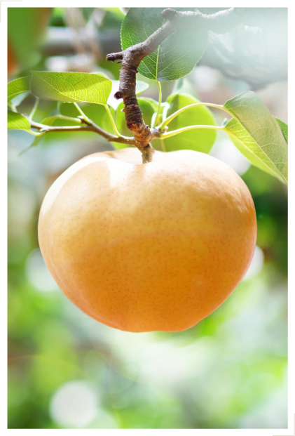 シャインマスカット