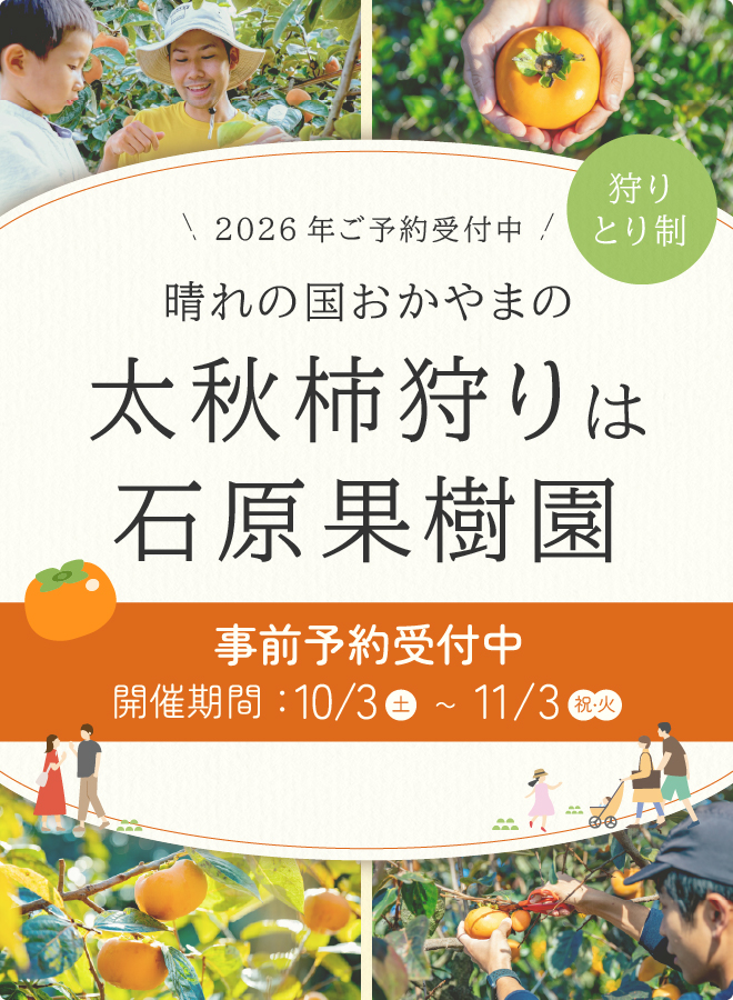 太秋柿狩りは石原果樹園