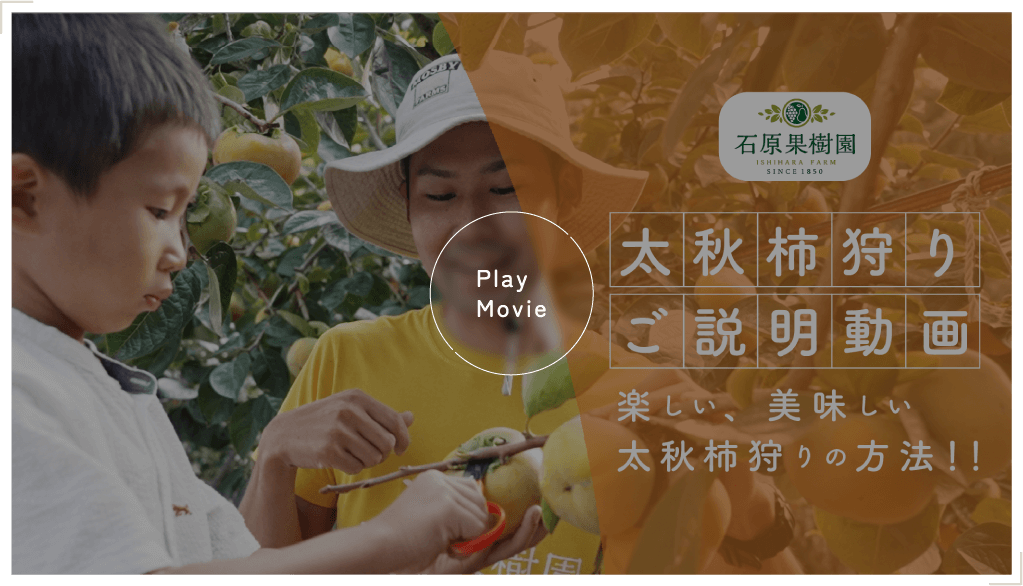 太秋柿狩り説明動画