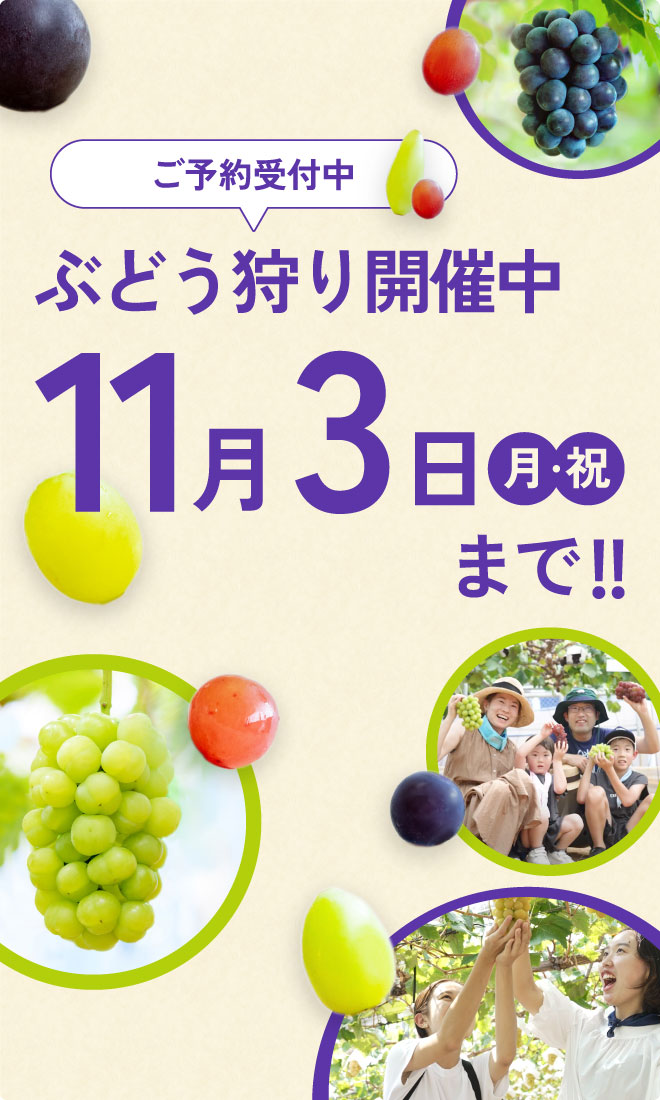 秋のぶどう狩り