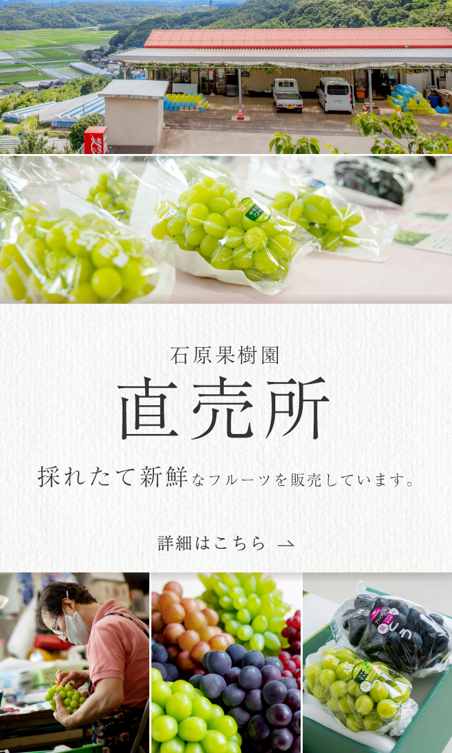 直売所_ぶどうシーズンver