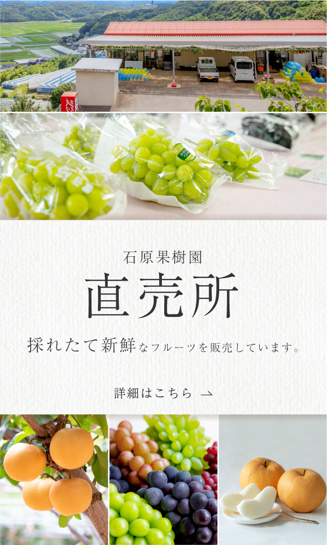 直売所_ぶどうシーズンver