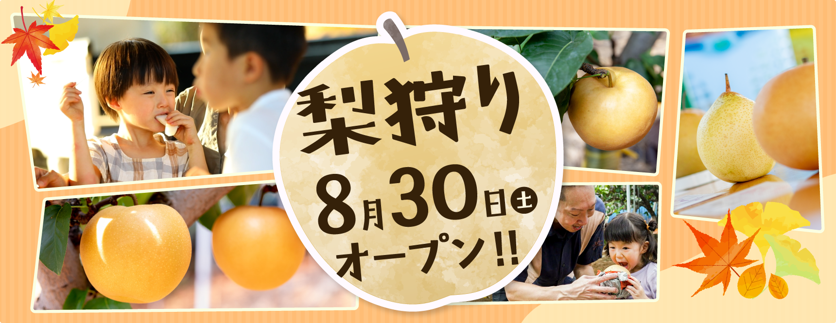 梨狩りオープン