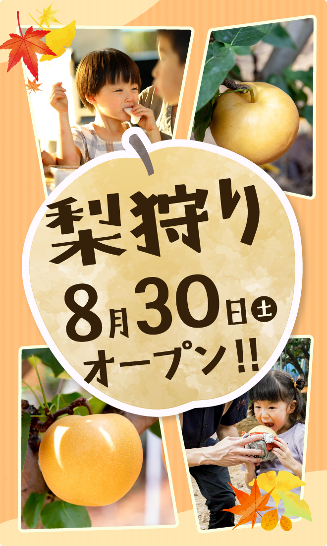 梨狩りオープン