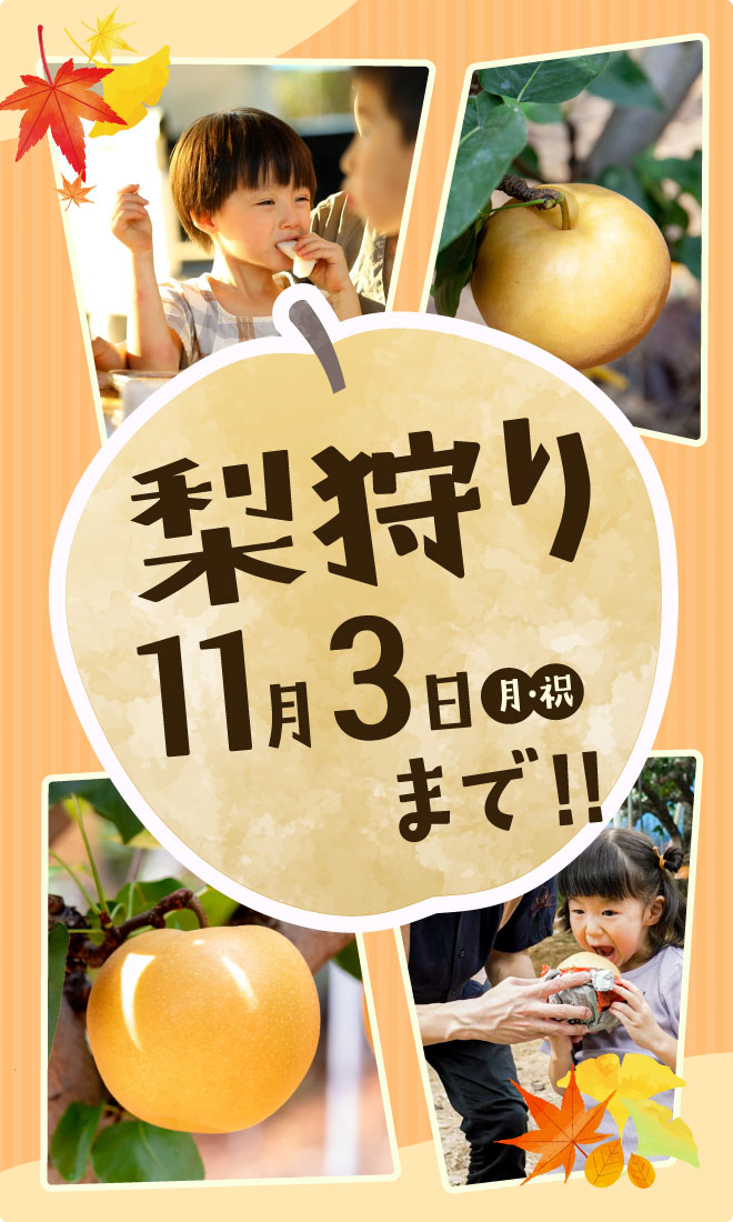 梨狩りオープン
