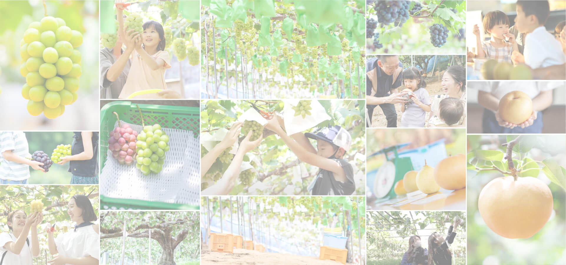 石原果樹園フォトコンテスト2025