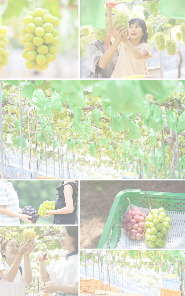 石原果樹園フォトコンテスト2025